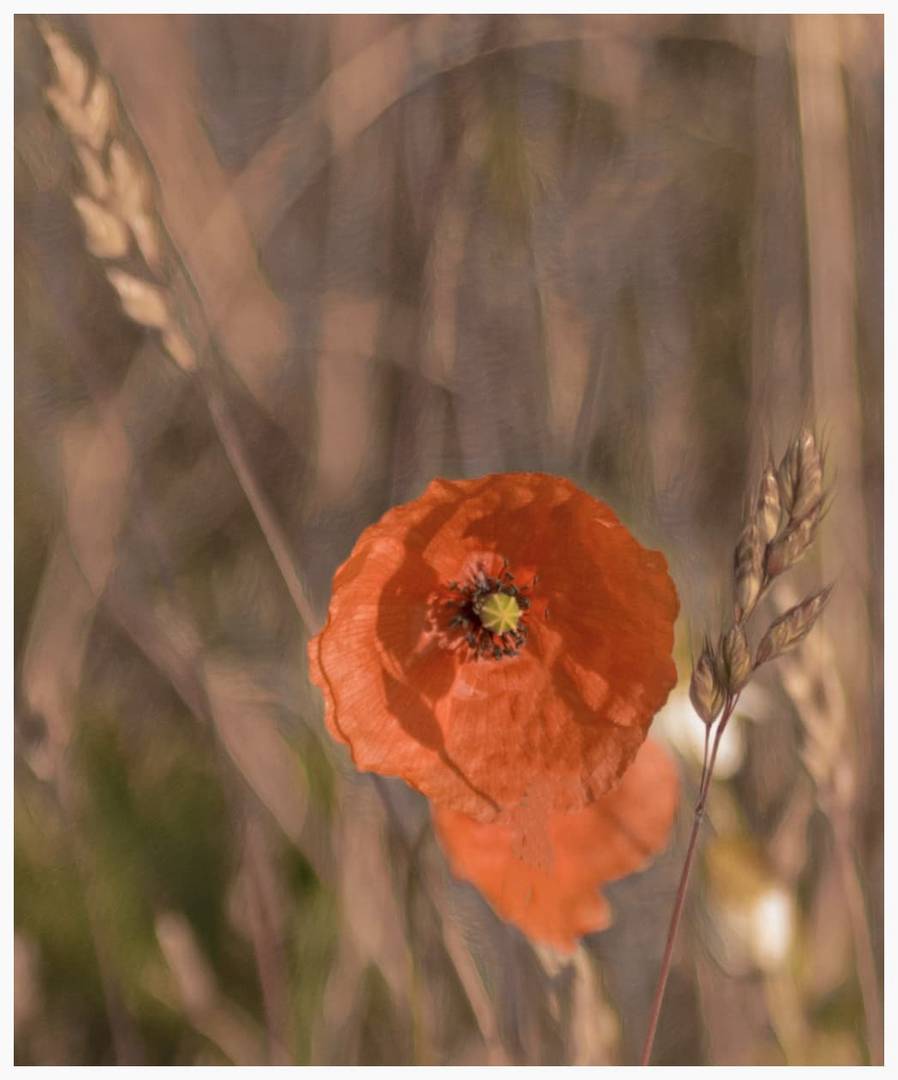 Mohn Porträt