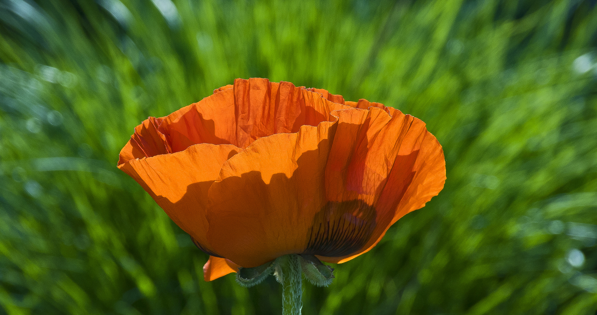 Mohn - Power...