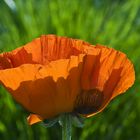 Mohn - Power...