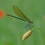 Mohn - Prinzessin