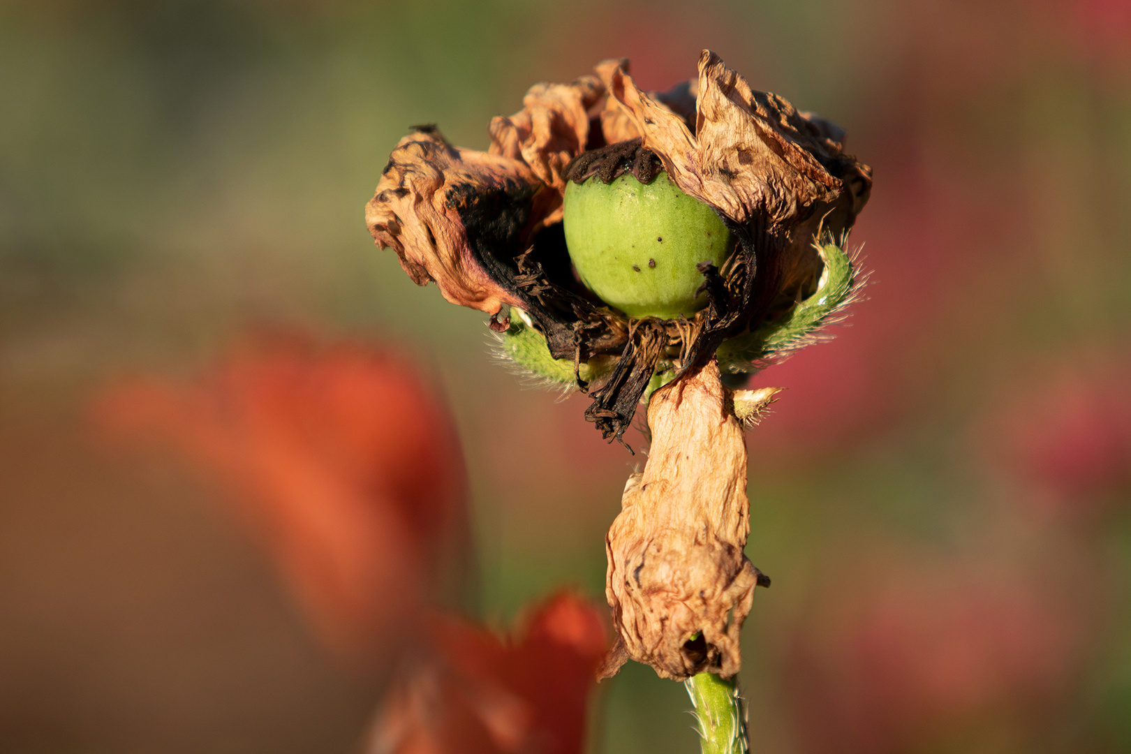 Mohn-Püppchen