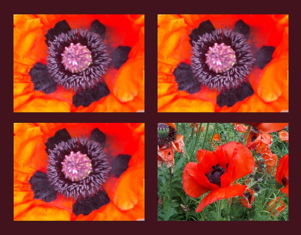 Mohn Quartett