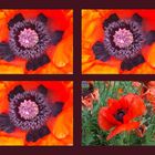 Mohn Quartett