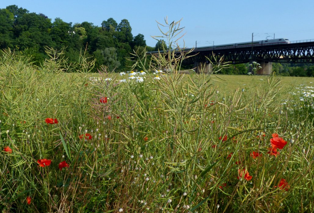 Mohn, rauchfrei