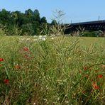 Mohn, rauchfrei