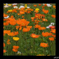 Mohn-Rausch