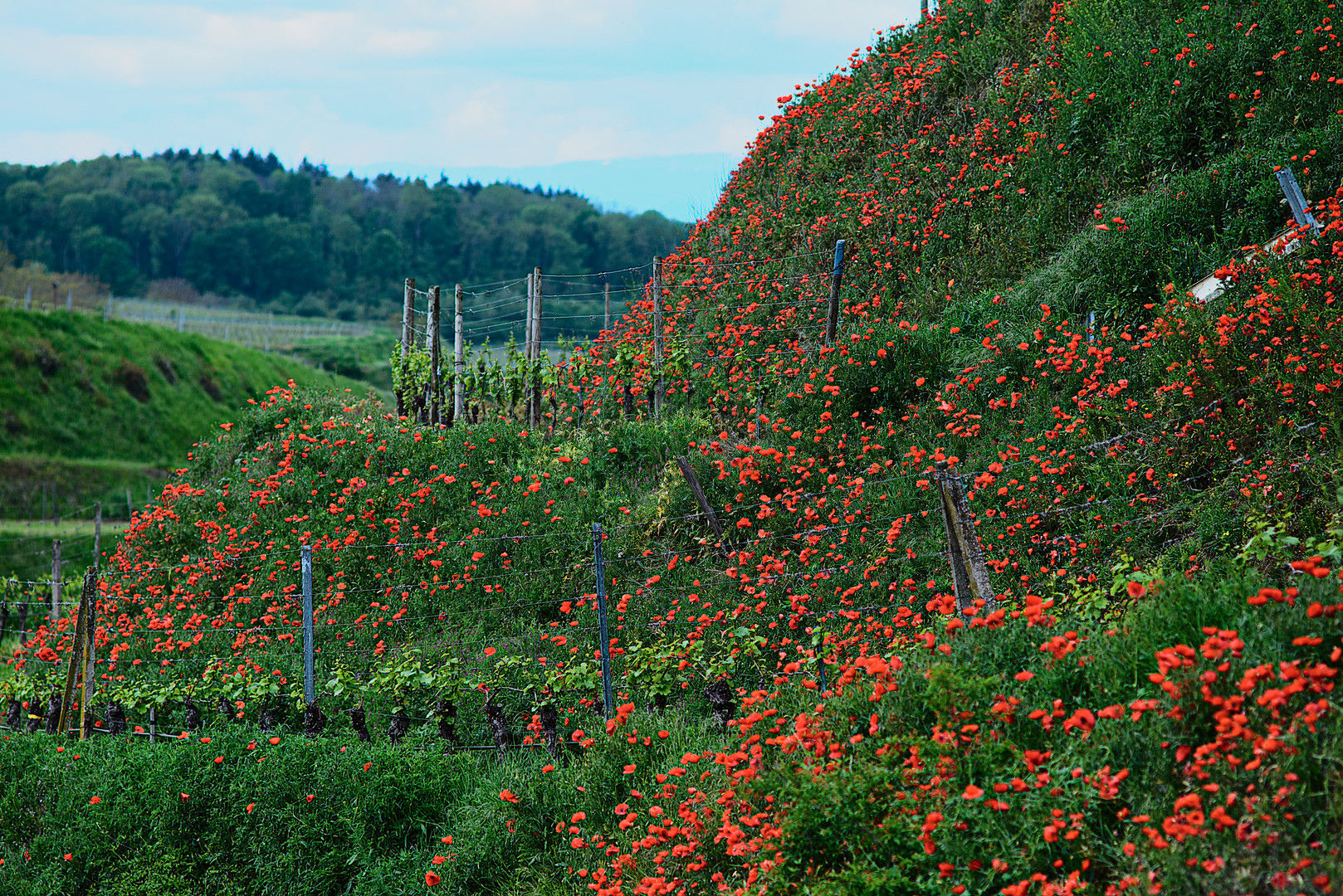 Mohn & Reben