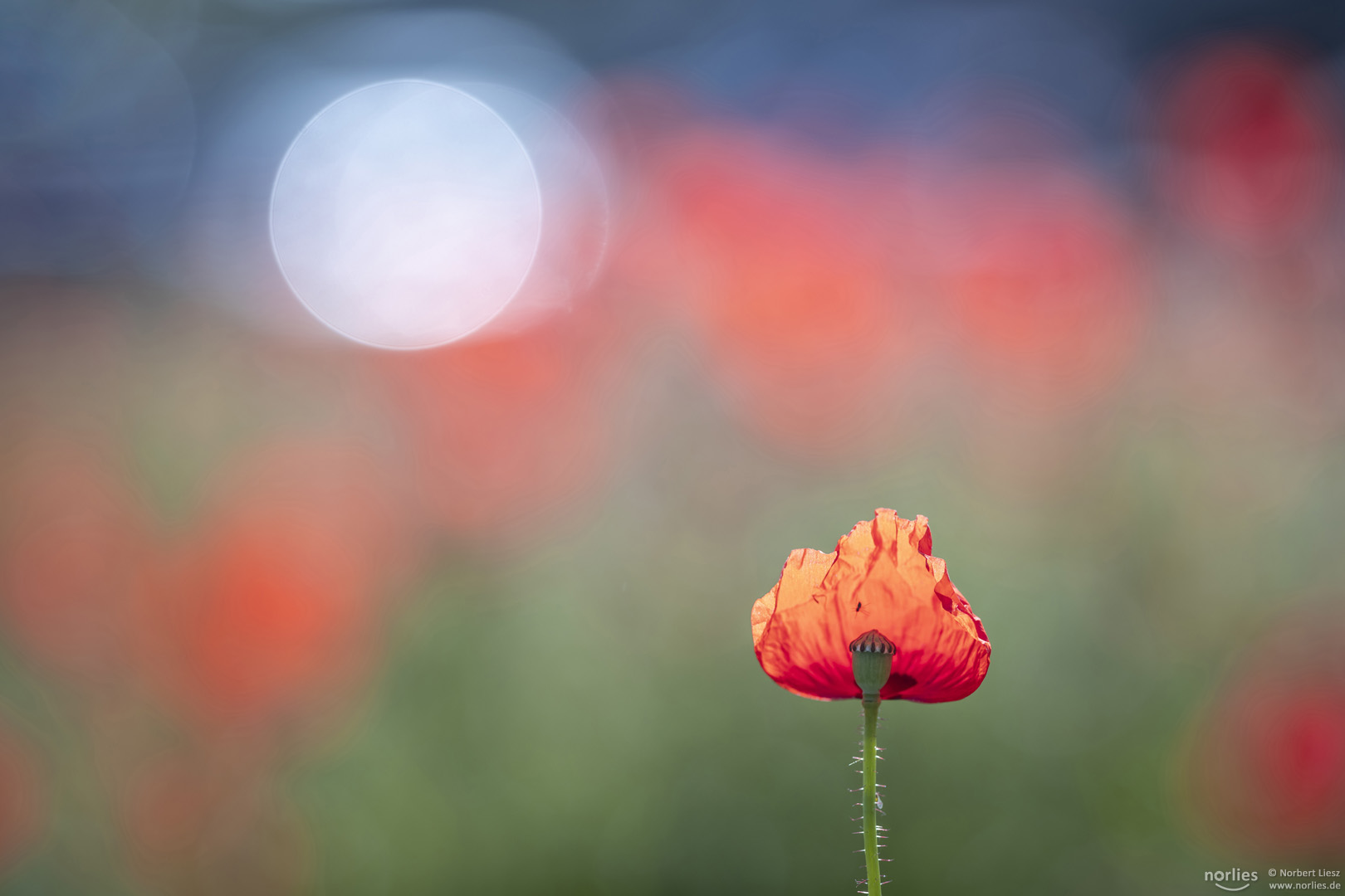 Mohn Reflektion