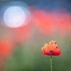 Mohn Reflektion