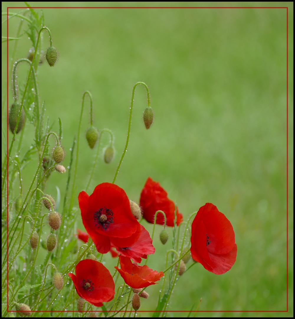 Mohn "Regentropfen"