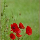 Mohn "Regentropfen"