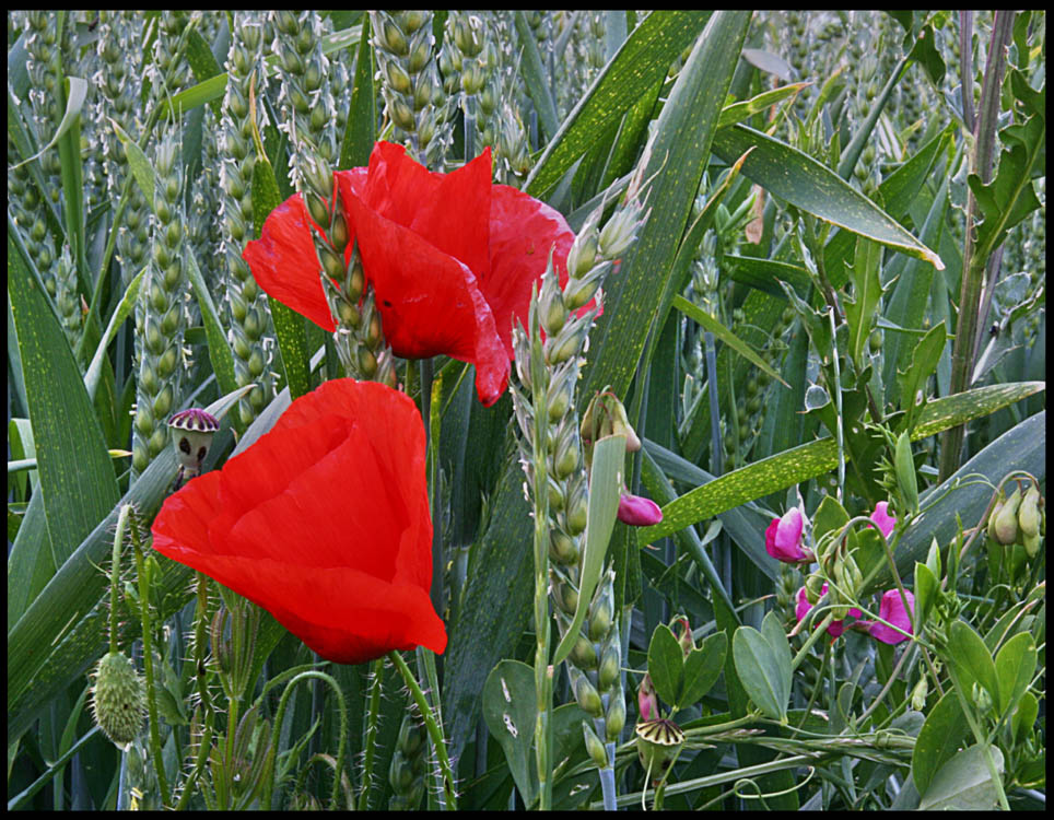 Mohn Reife II