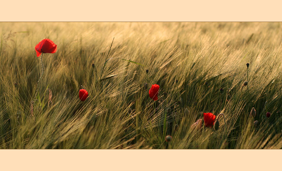 - mohn (reload) -