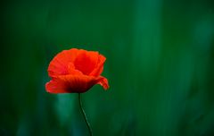 Mohn - Reload