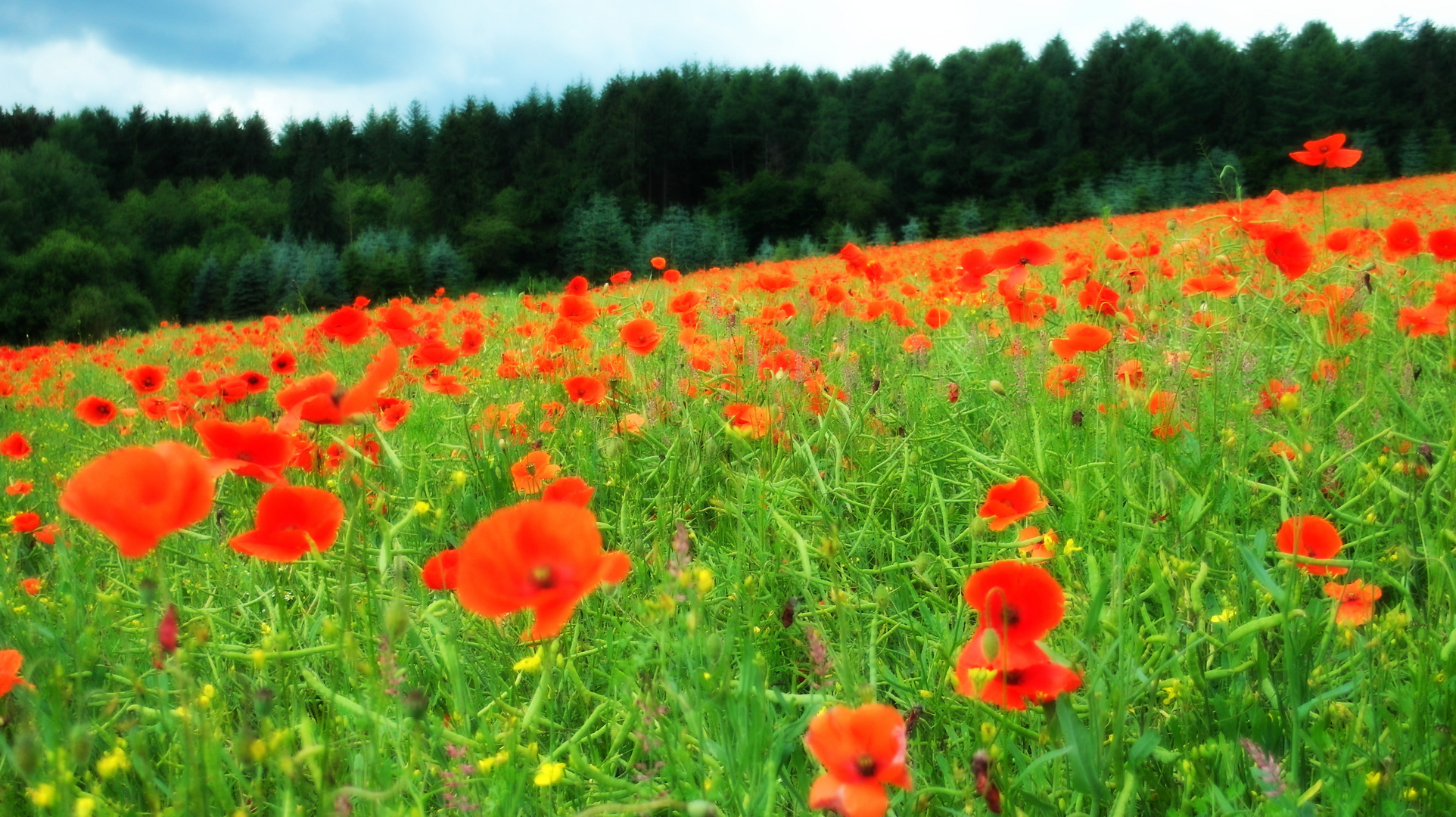 Mohn River