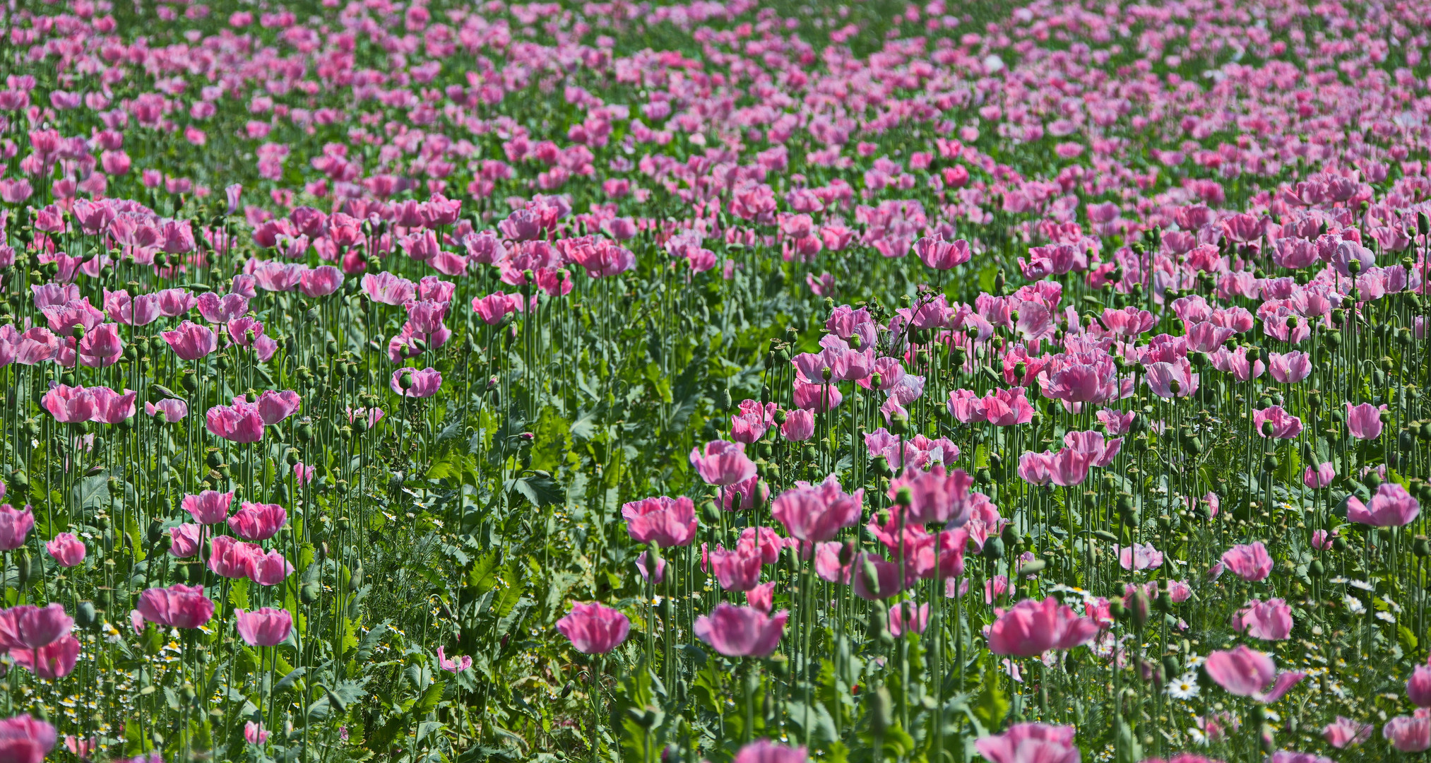 Mohn rosa bis zum Horizont