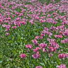 Mohn rosa bis zum Horizont