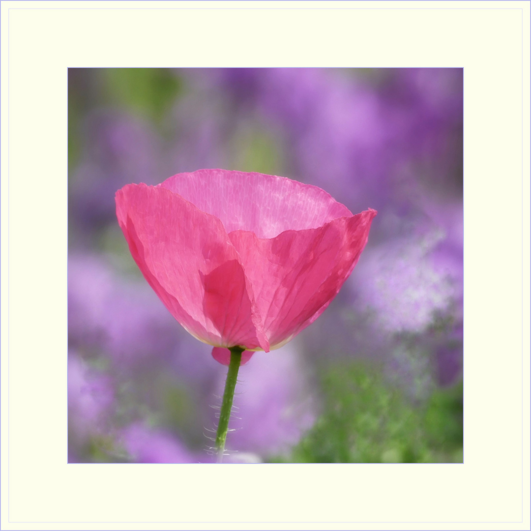 Mohn rosa 