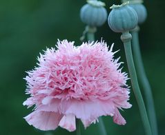 Mohn- rosa-gefüllt