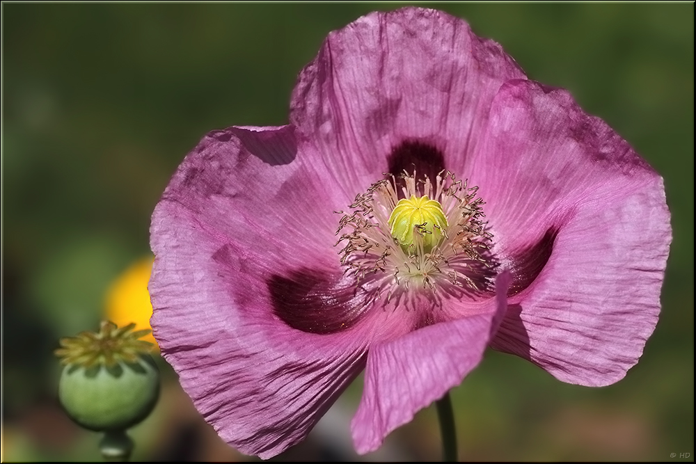 Mohn rosa-violett