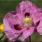 Mohn rosa-violett