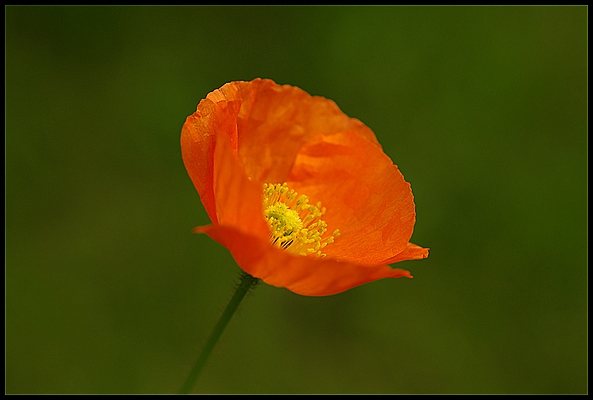 Mohn - Rosada