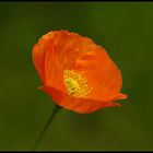 Mohn - Rosada