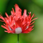 Mohn 'Rose Feathers' (Papaver paeoniflorum)