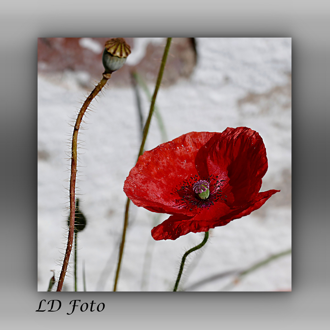 Mohn rot 2