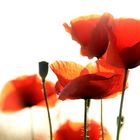 Mohn rot