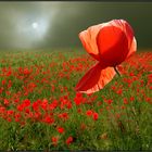 mohn-rot----