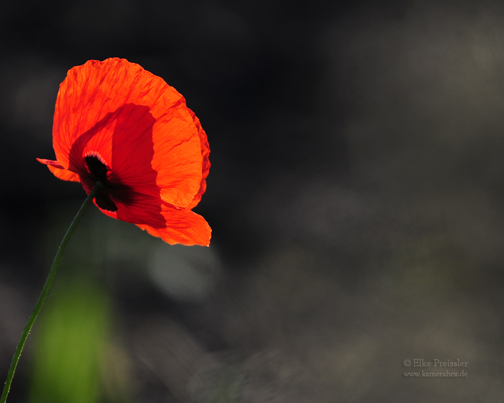 Mohn *ROT*