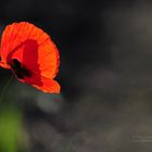 Mohn *ROT*