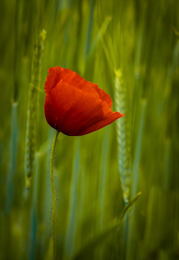 MOhN RoT