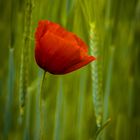 MOhN RoT