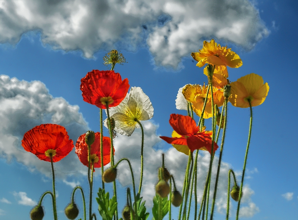 Mohn rot gelb weiß 2012