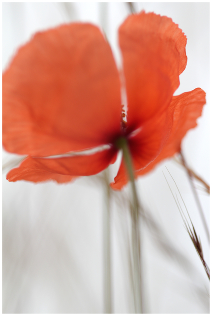 mohn rot variationen :drei