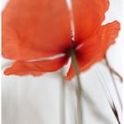 mohn rot variationen :drei