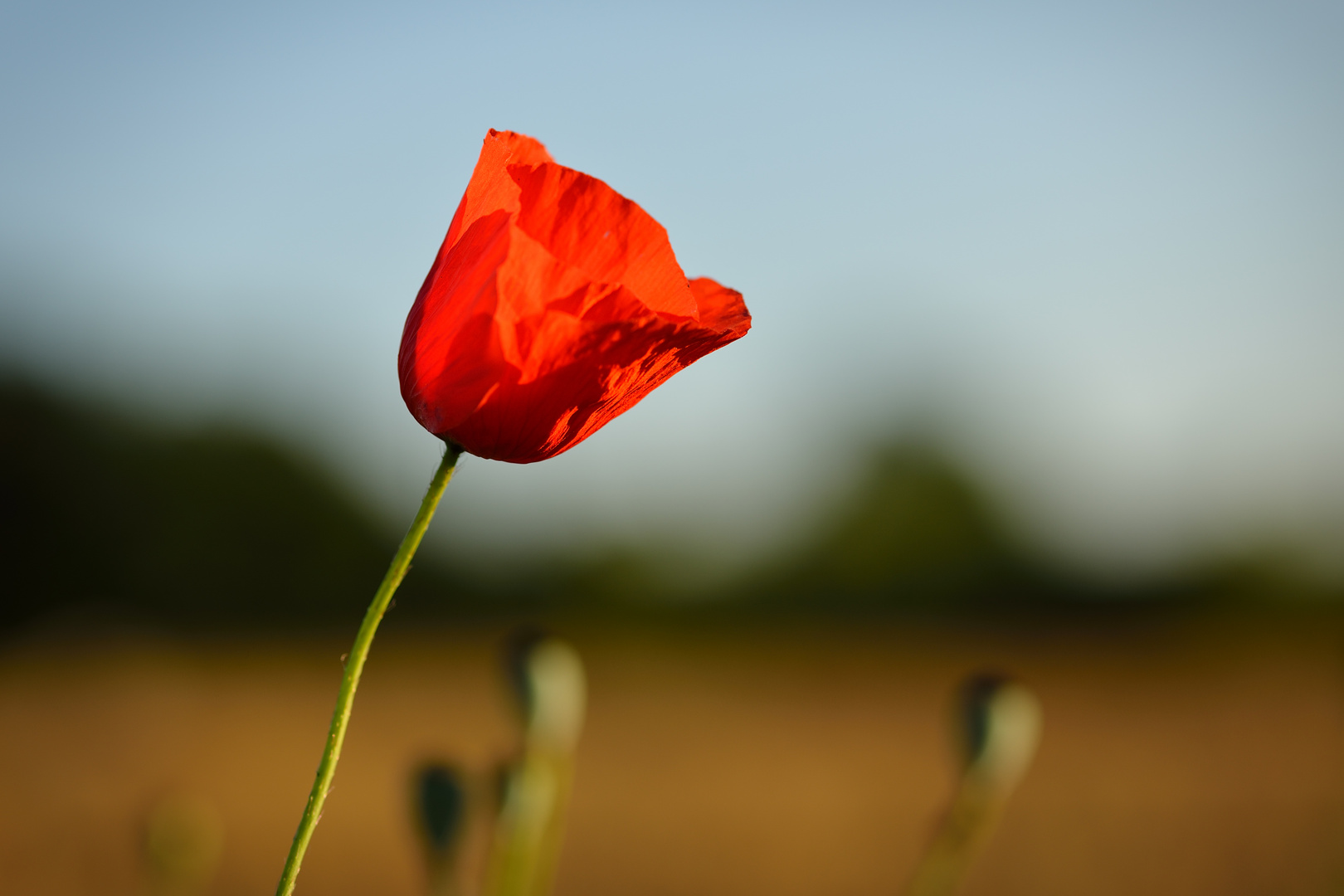 Mohn Rot vor Blau