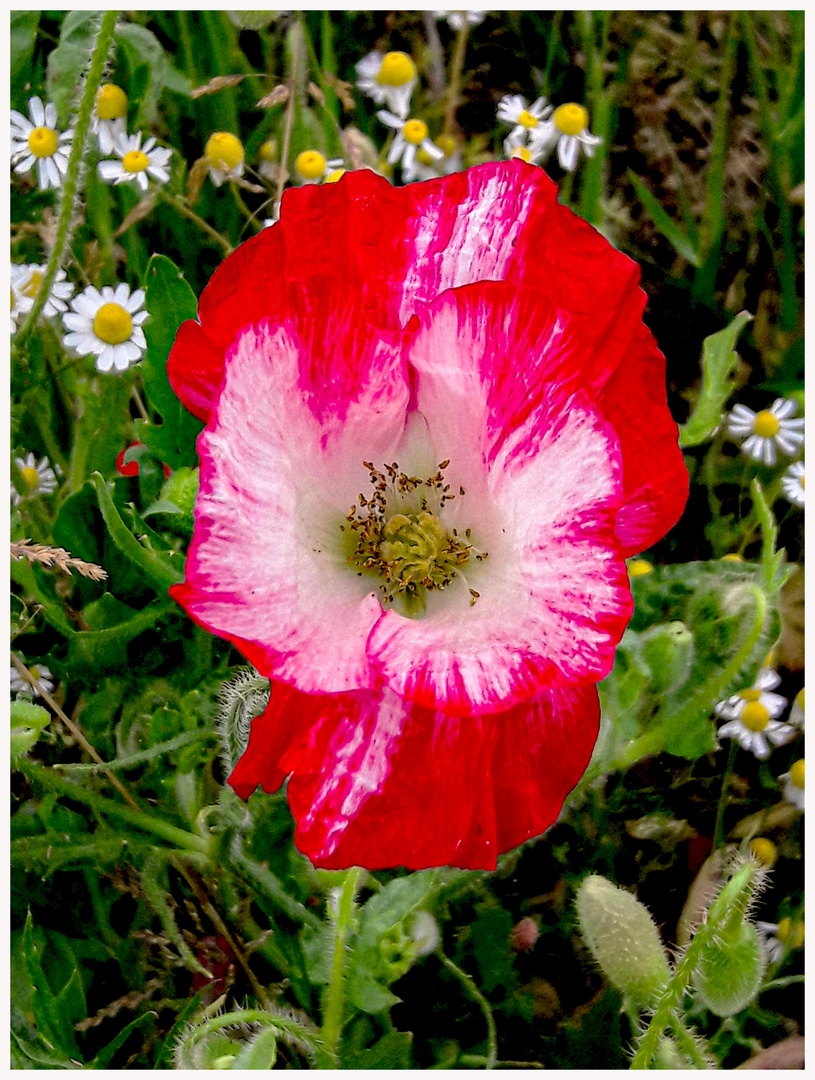 Mohn rot-weiß