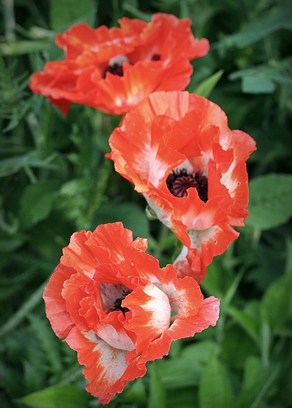 Mohn Rot-Weiß