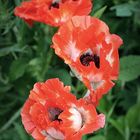 Mohn Rot-Weiß