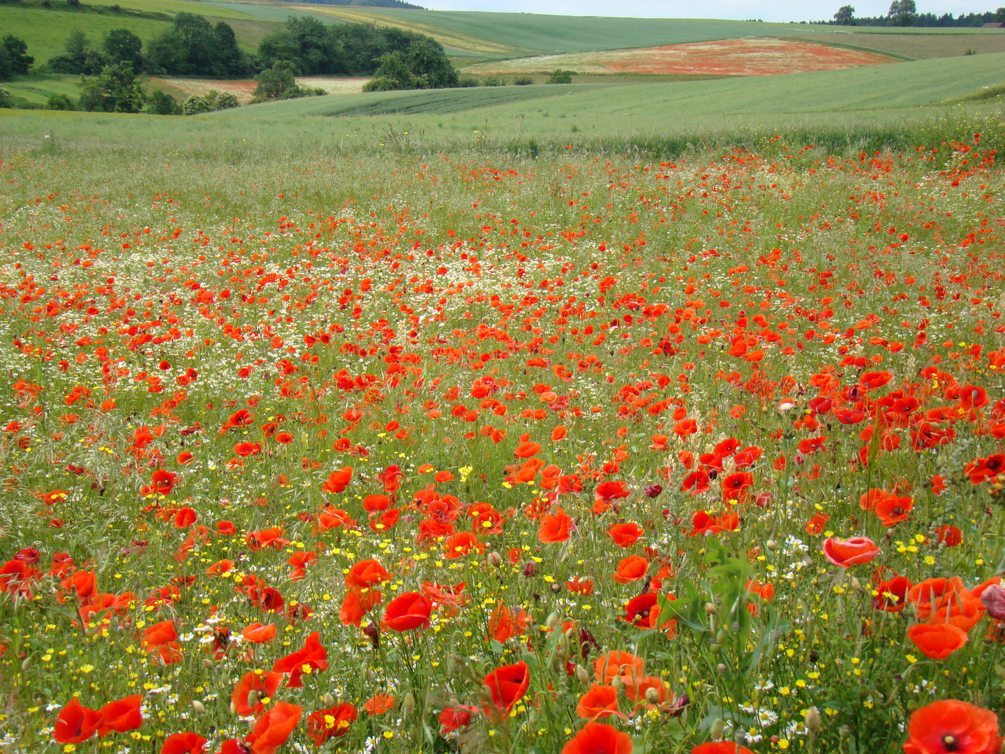 Mohn rot/weiß (1)