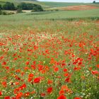 Mohn rot/weiß (1)