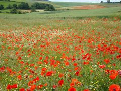 Mohn rot/weiß (1)