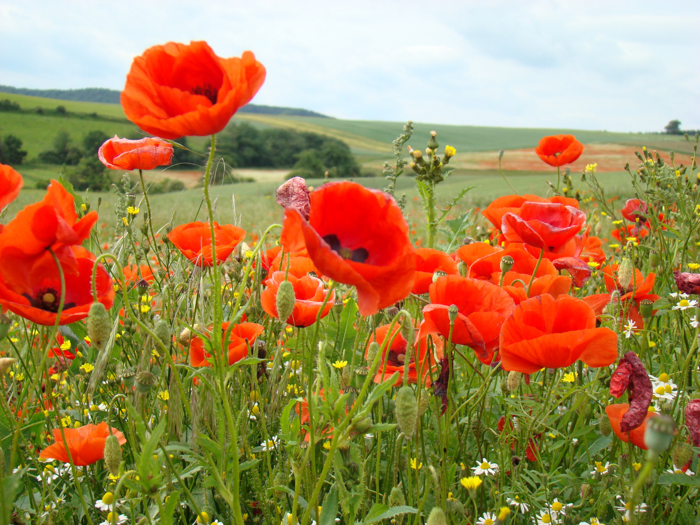 Mohn rot/weiß (2) Foto &amp; Bild | pflanzen, pilze &amp; flechten, blüten ...