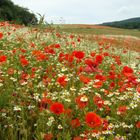 Mohn rot/weiß (3)