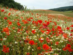 Mohn rot/weiß (3)