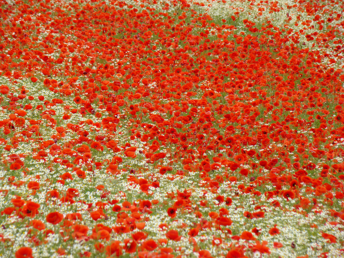 Mohn rot/weiß (4)