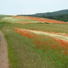 Mohn rot/weiß (5)